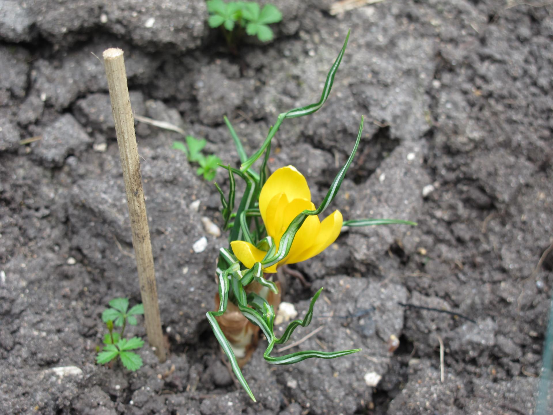 Le crocus Yellow mammouth