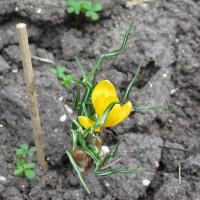 Le crocus Yellow mammouth