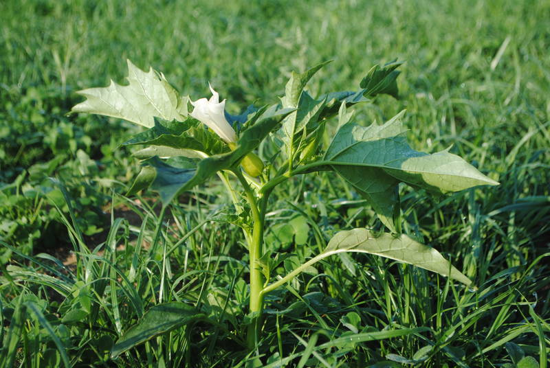 Datura 4538b0a04d
