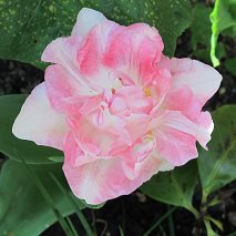 la tulipe angélique