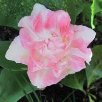 la tulipe angélique