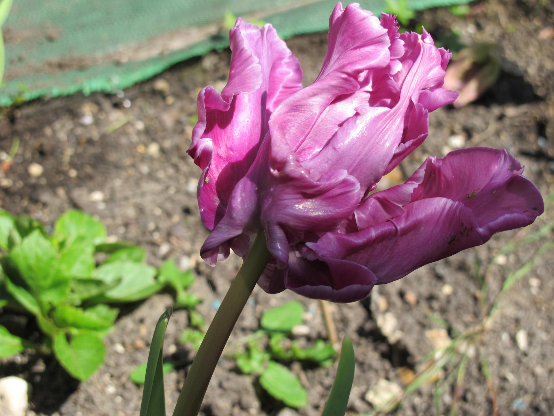 la tulipe Blue Parrot