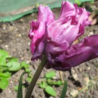 la tulipe Blue Parrot