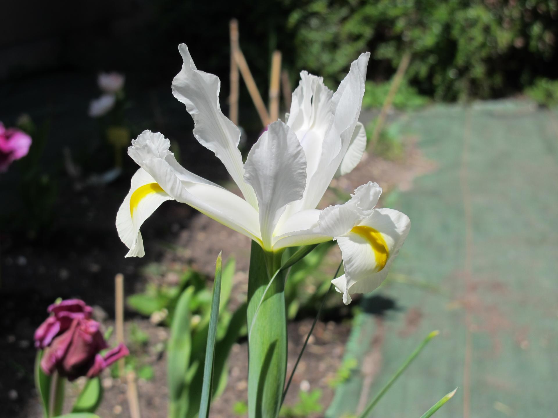 l'Iris blanc