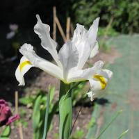 l'Iris blanc