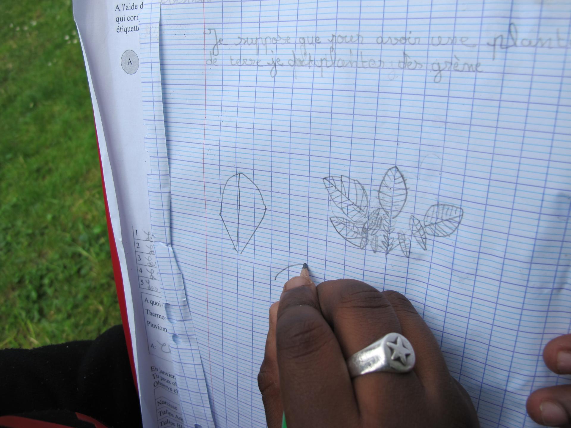 dessin d'observation