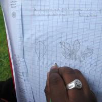 dessin d'observation