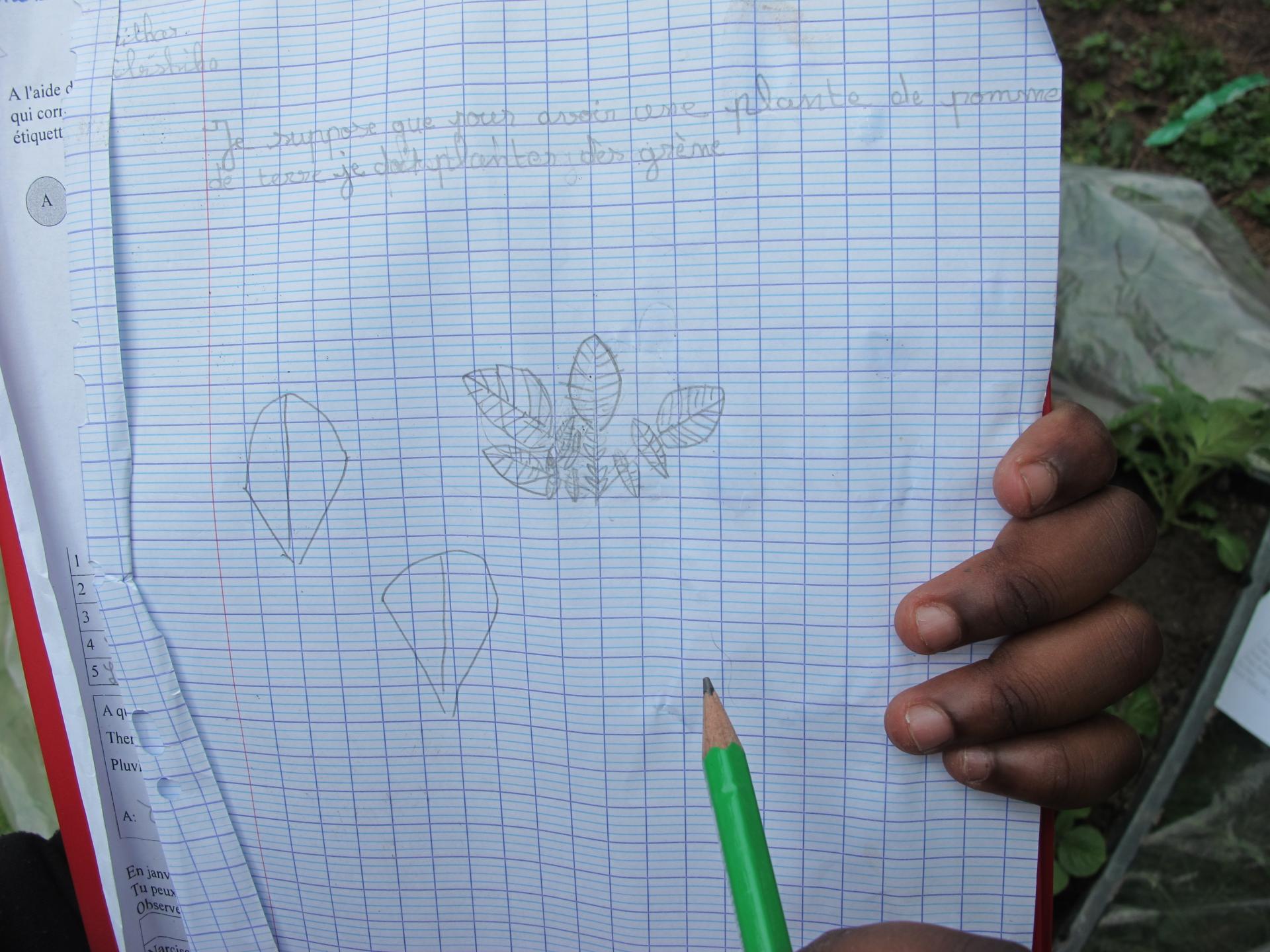 dessin d'observation