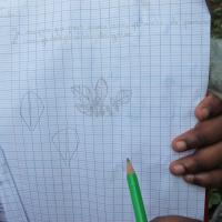 dessin d'observation