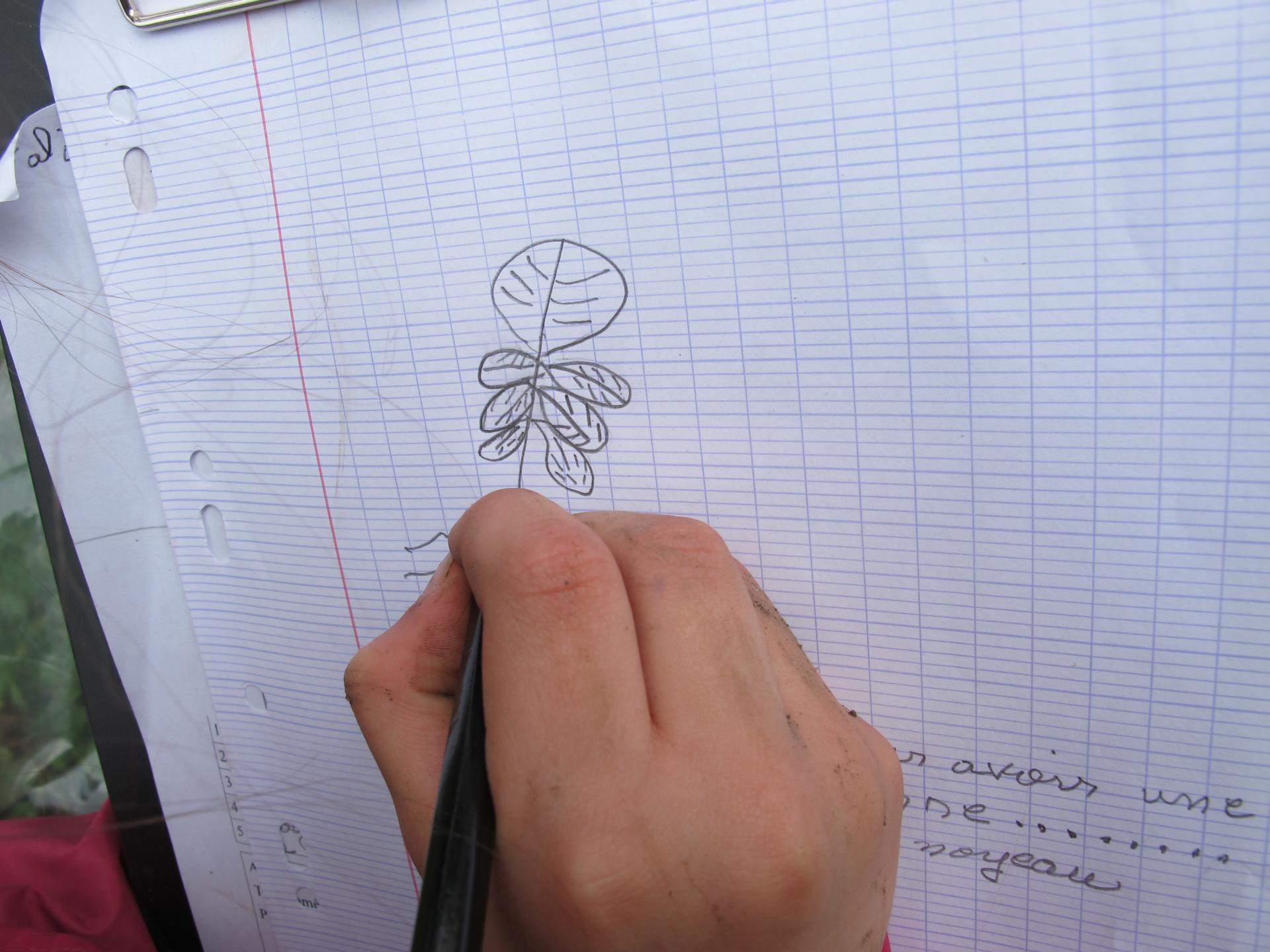 dessin d'observation