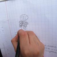 dessin d'observation